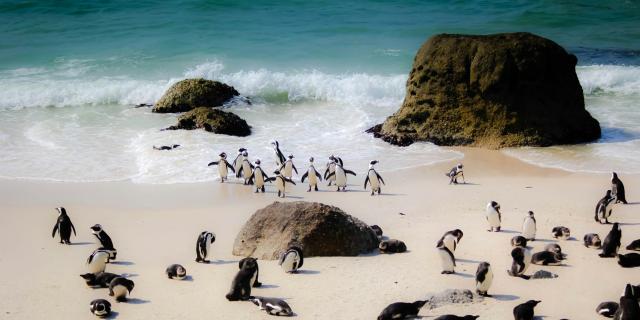 Penguins on Boulders Beach